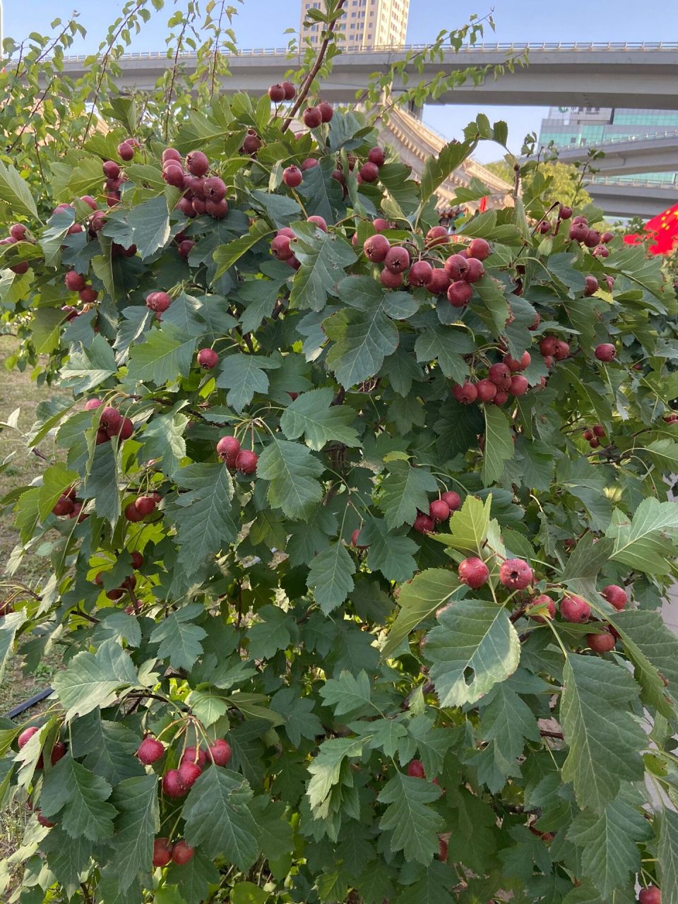 山楂树 绥远将军府院内居然有一排山楂树!而且硕果累累!