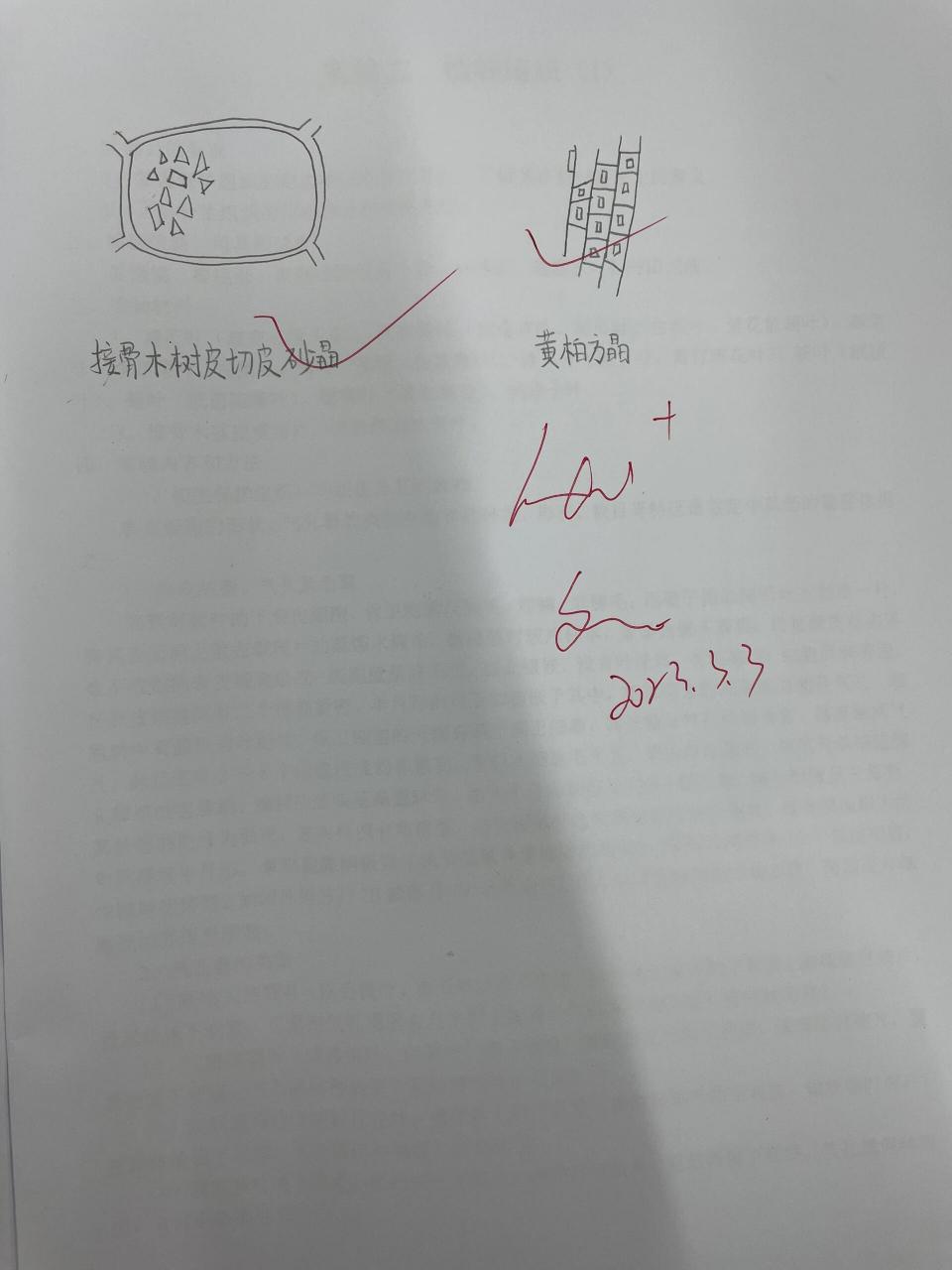 单粒,复粒,半复粒,针晶,簇晶,砂晶,方晶 药用植物学显微镜手绘图