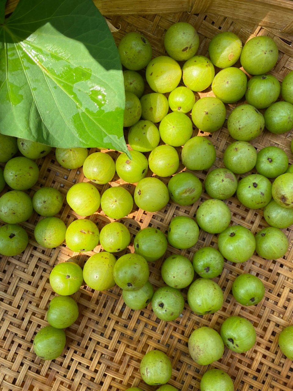 云南滇橄榄,入口又酸又涩,再回味竟然是甜的 周末集市买了一些橄榄