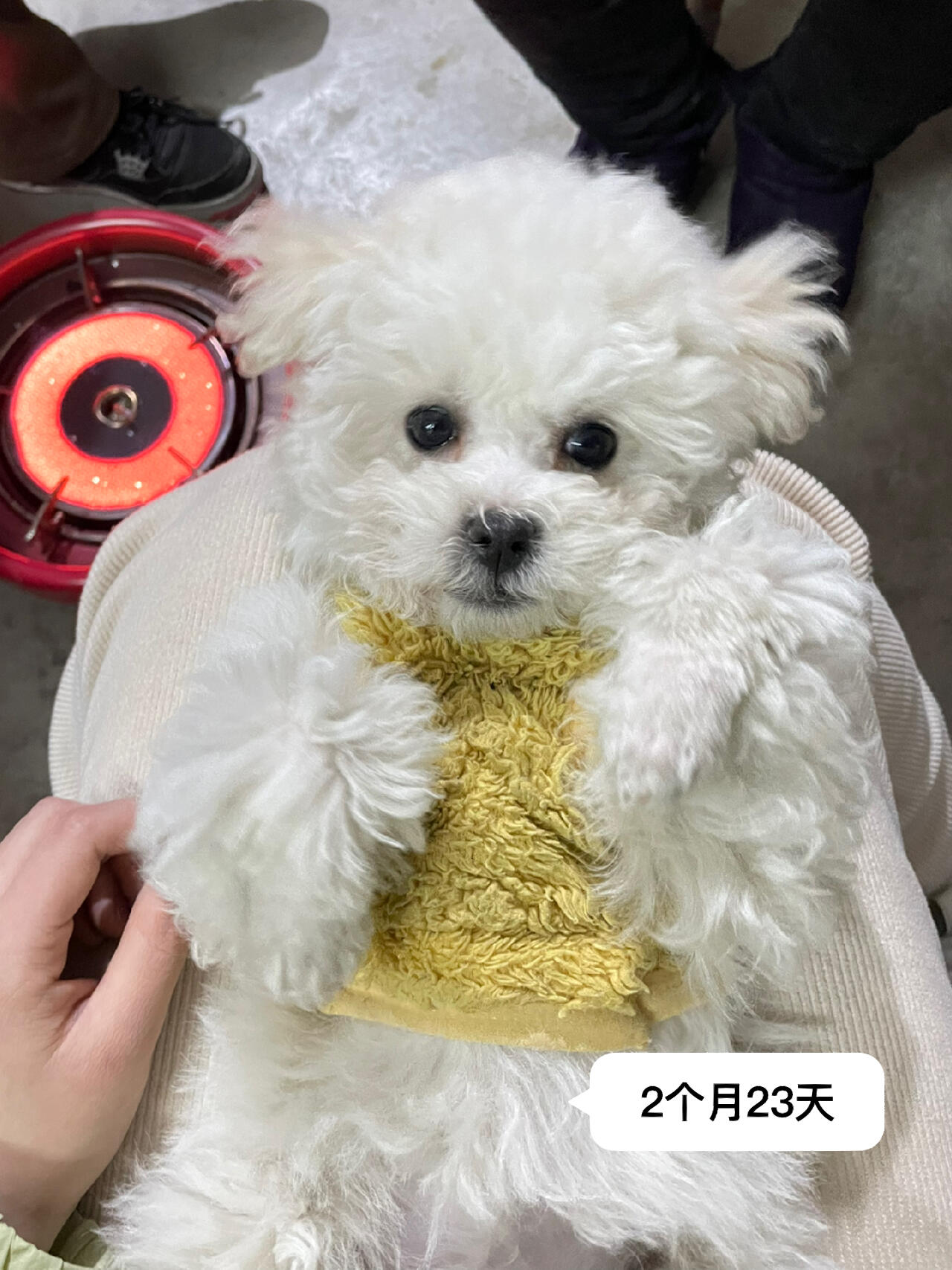 来看下比熊1-3个月的变化