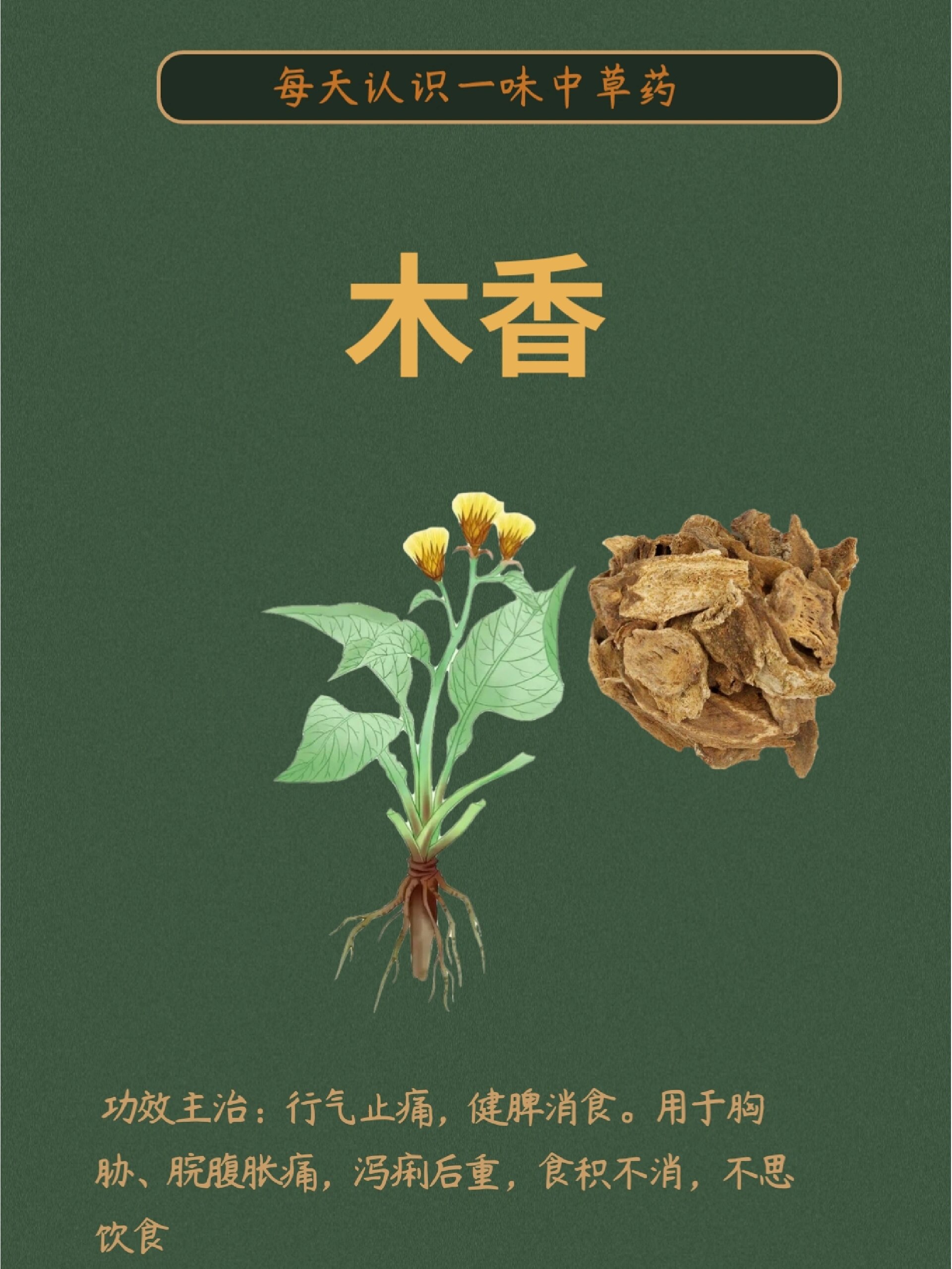 98别名: 云木香,广木香,青木香 98主要功效: 行气止痛,健脾消食