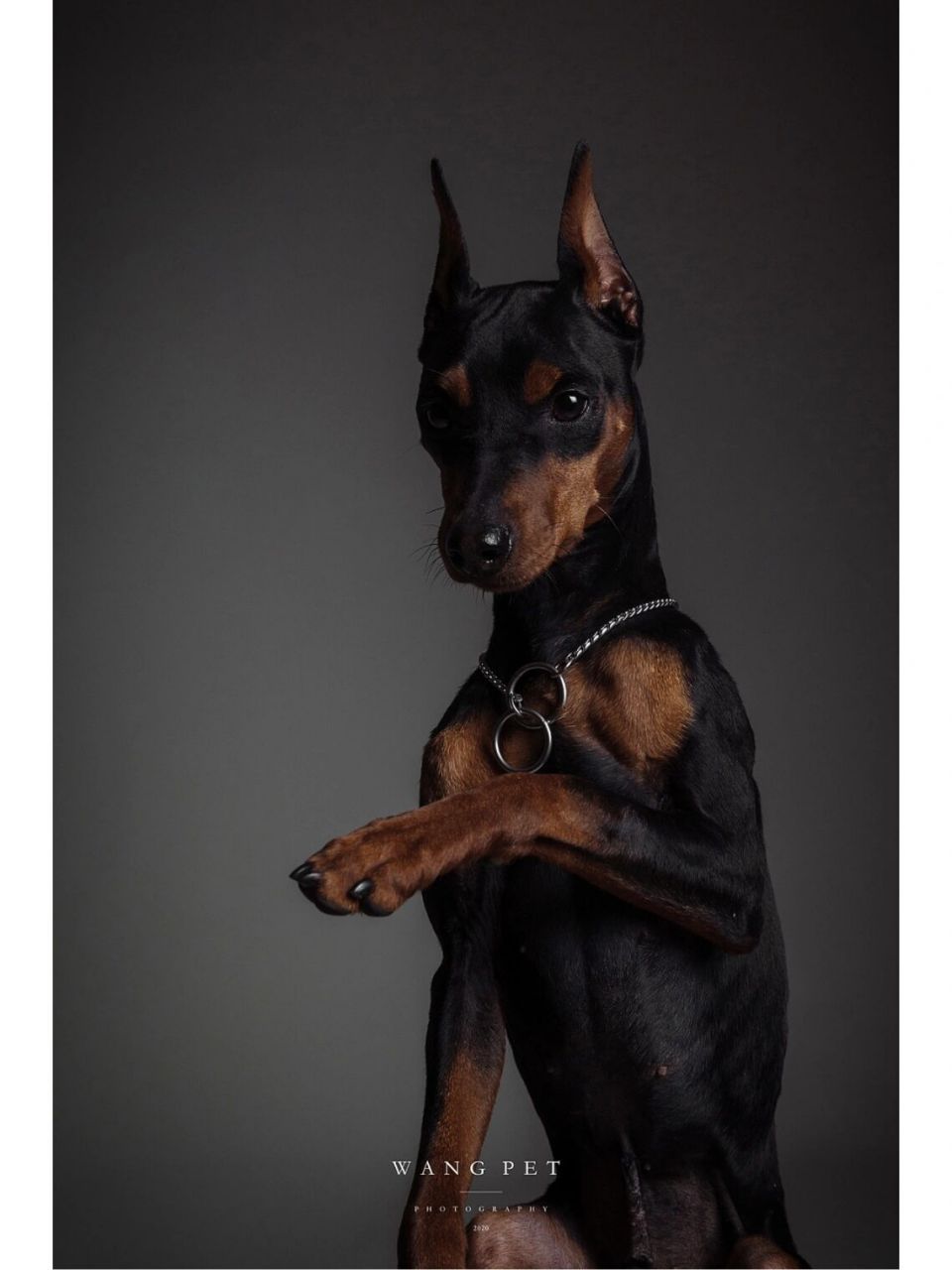 说到"迷你宾莎犬" 不少普通人都会感觉陌生 因为外貌和杜宾犬相像