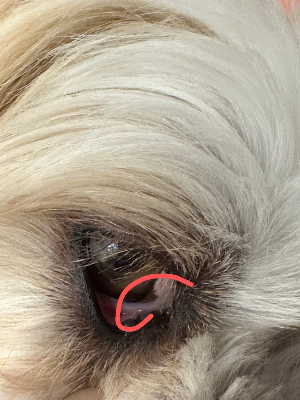 狗狗眼球黑色素沉淀 家里是短鼻狗狗的一定要注意我一直以来没当回事