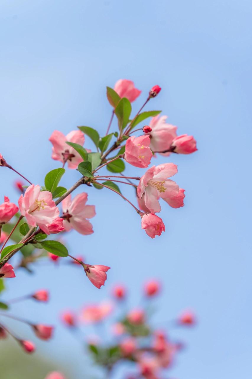 春天开花图片真实图片