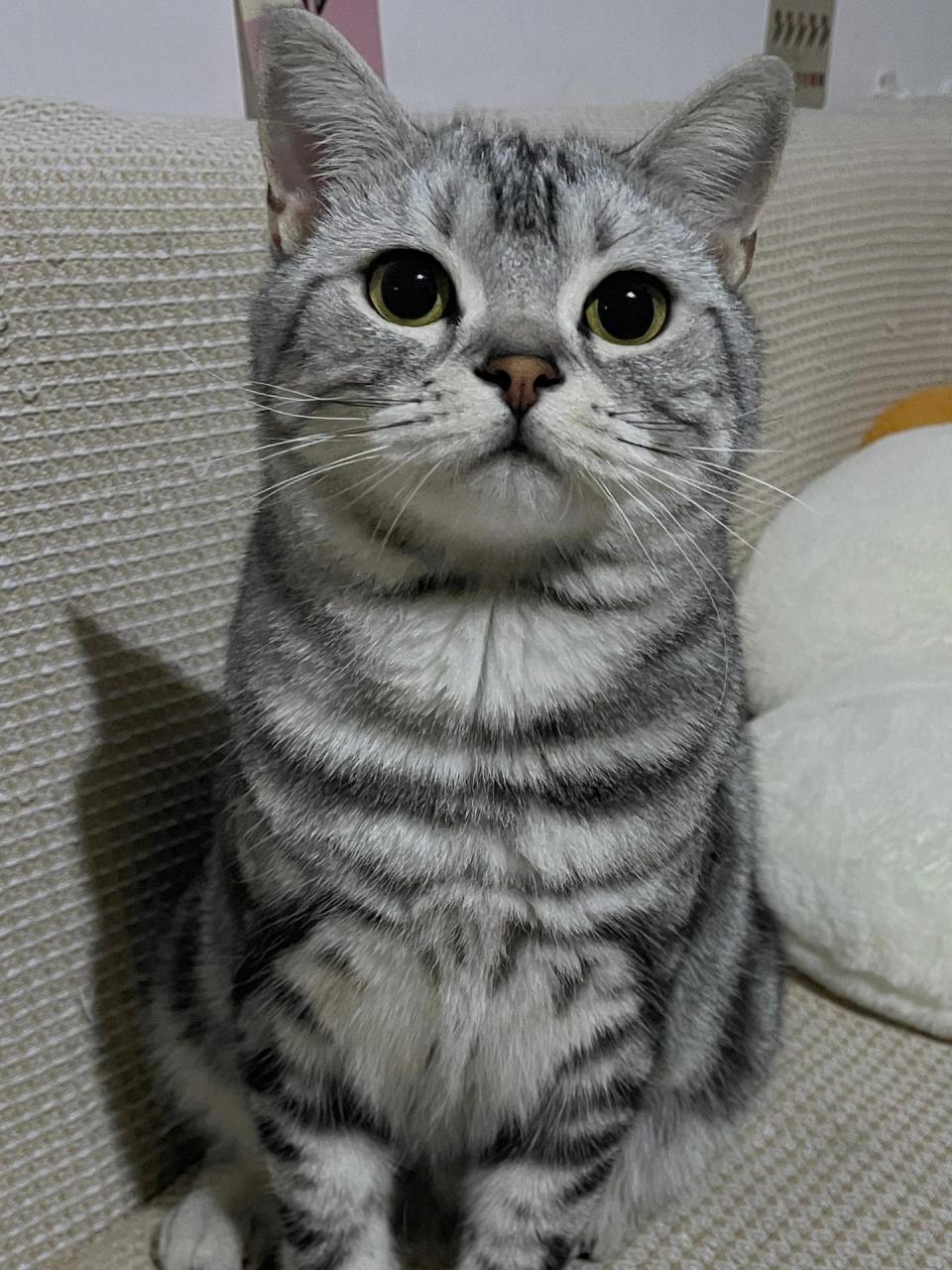 我的美短猫猫太可爱啦!