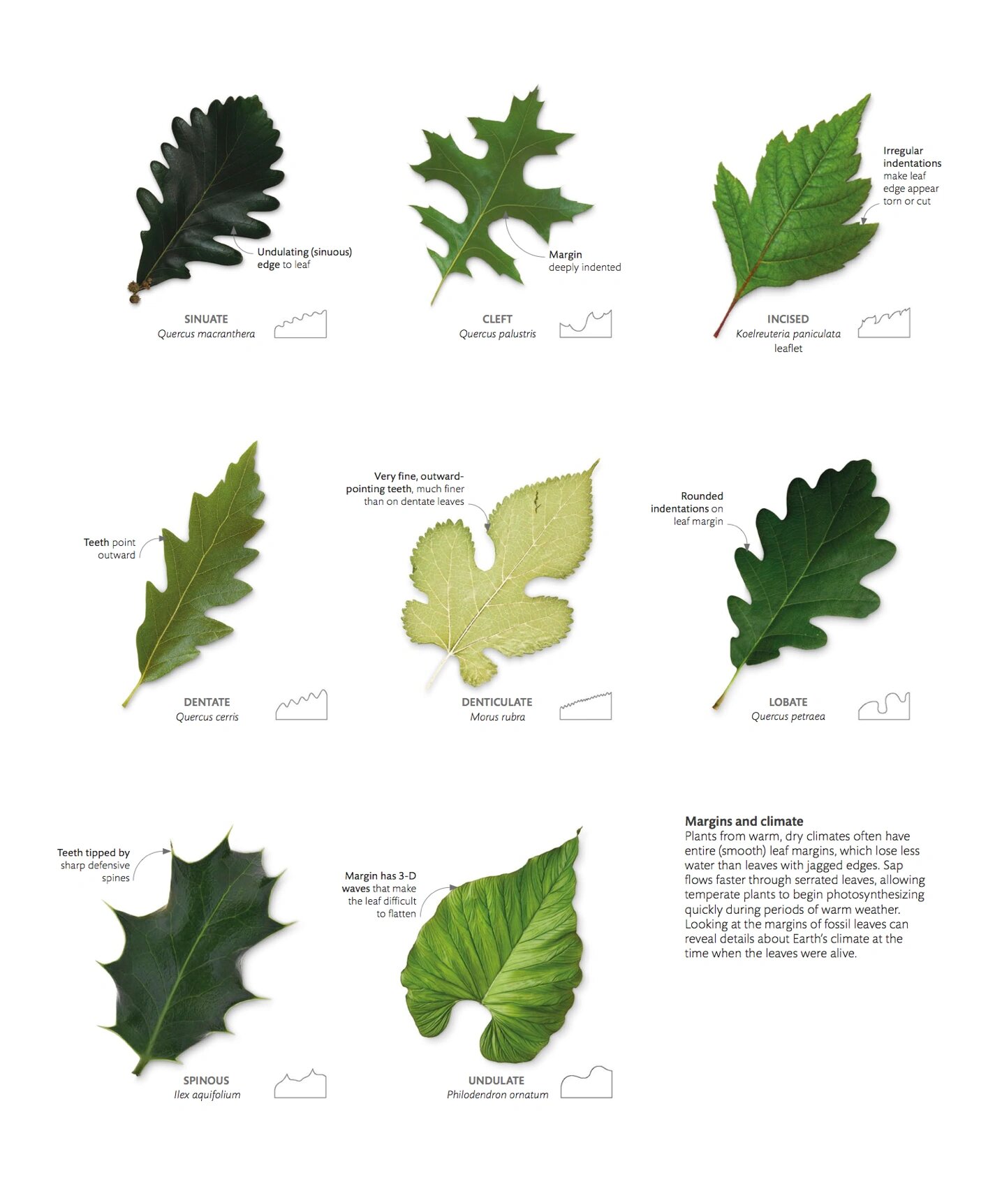 48种叶片形状的集合,这大概是最全的总结吧 🍃叶