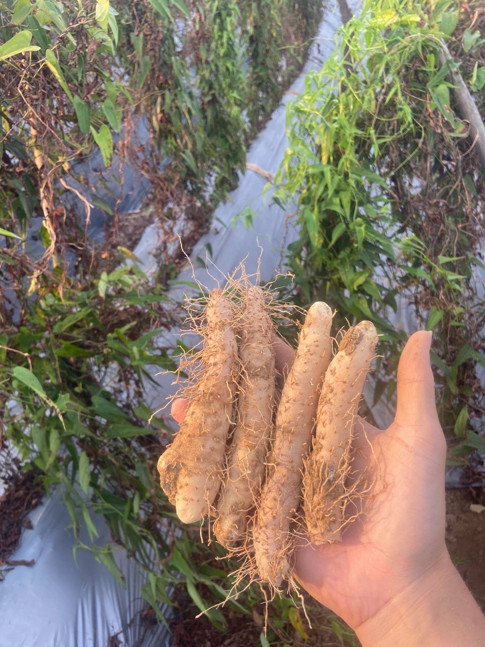 姜薯植物图片