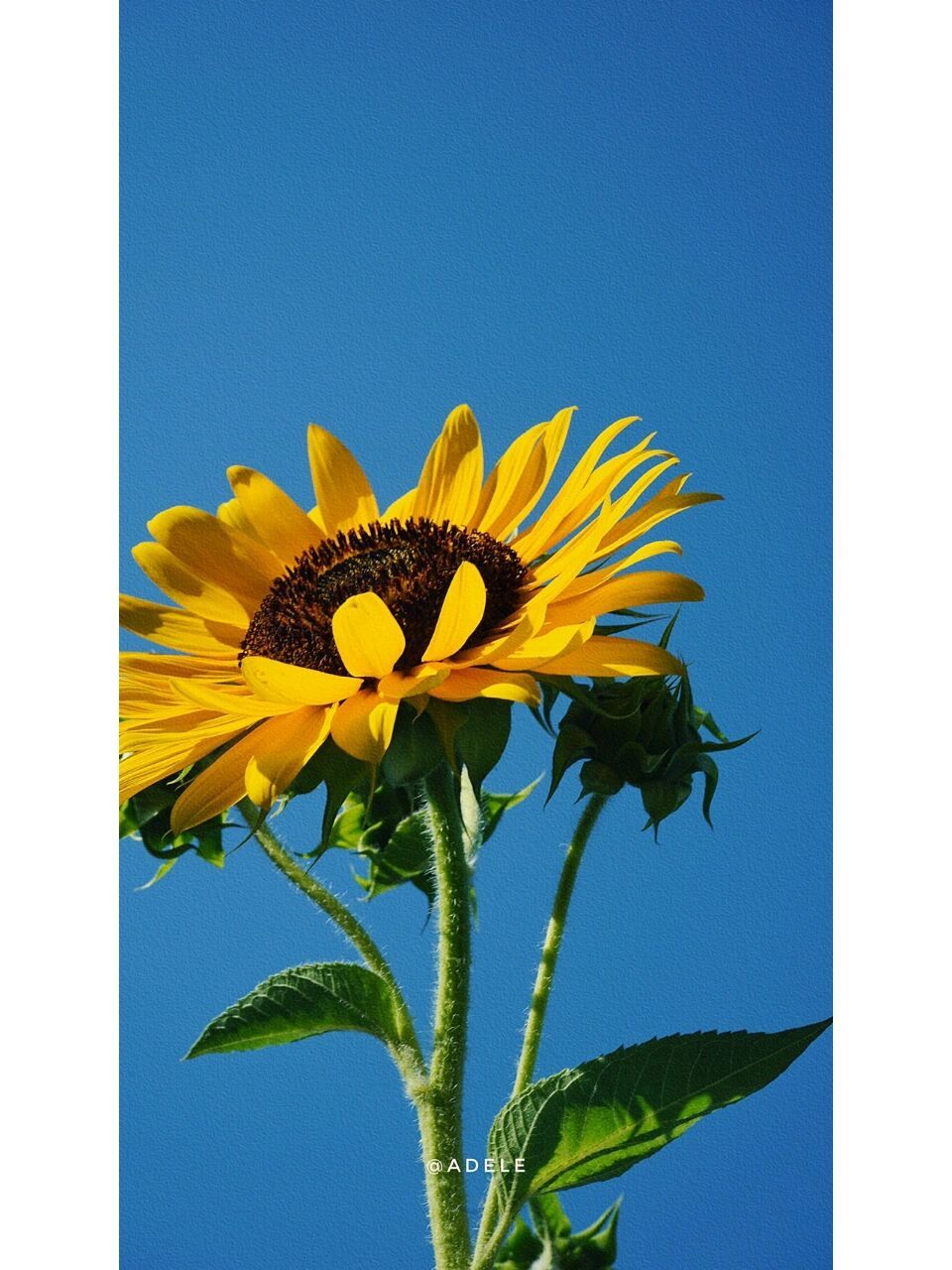 97向日葵97|壁纸|手机壁纸 就院子里拍个向日葵97,我已经要被热