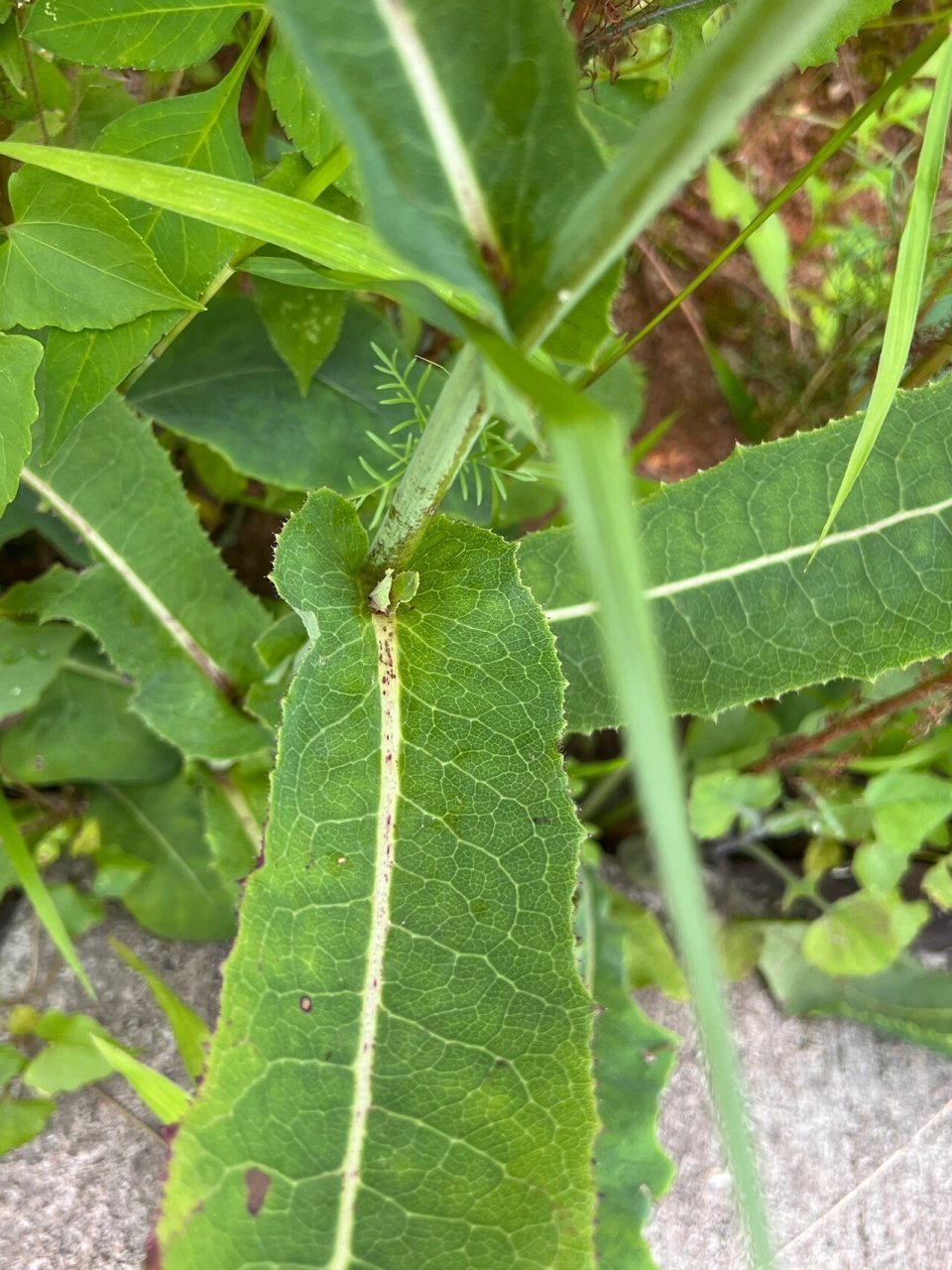 苣荬菜图片有毒图片