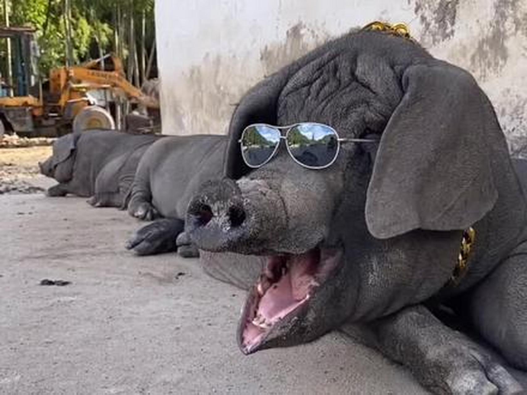 原来不许农民散养的背后是为了进口美国转基因的激素猪?