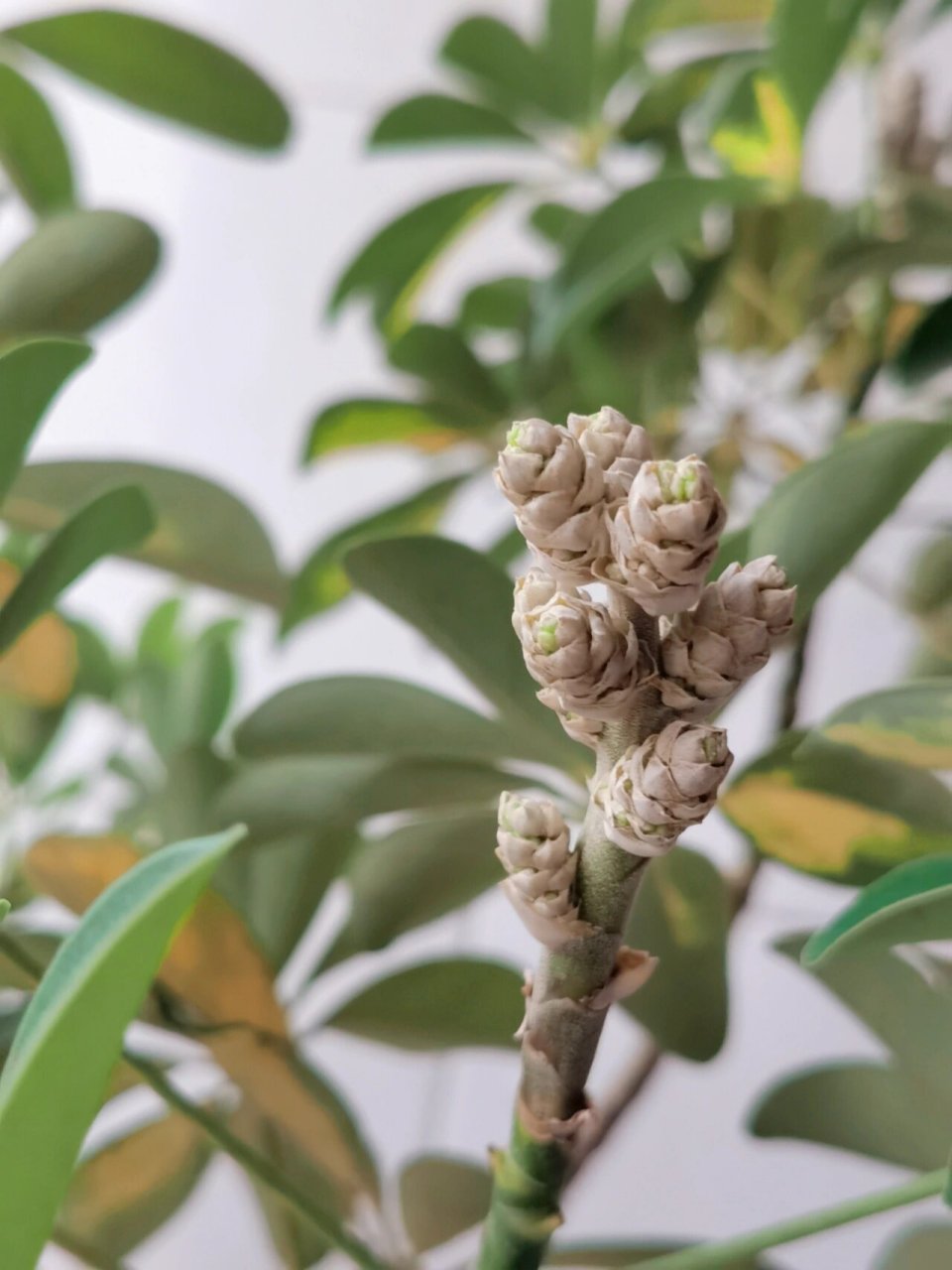 鸭掌木开花结果图片