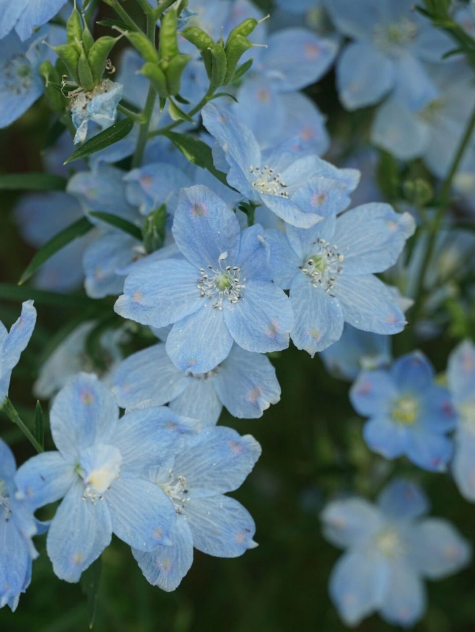 小花飞燕草墨菲丝绒蓝&钻石 两种蓝色都很抓人眼球,非常惊艳!
