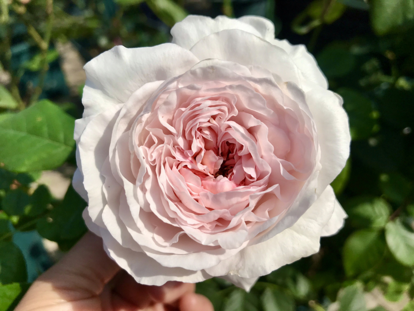 草莓奶昔月季/直力性好/复花快/浓香 草莓奶昔的颜值还不错哟,日本