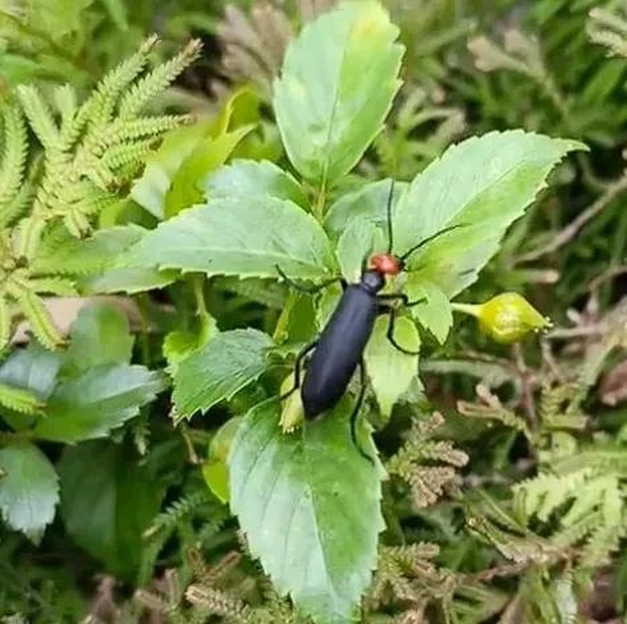 芫菁是鞘翅目芫菁科的昆虫,又名地胆,青娘子,亲娘虫,相思虫等.