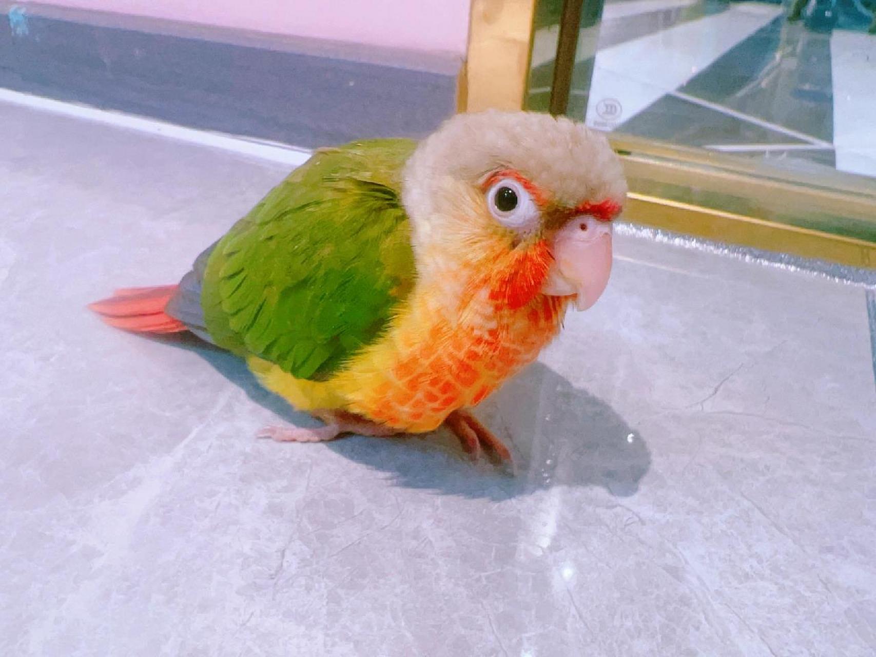 小太阳鹦鹉双雄——黄边&凤梨,你站哪个? 黄边&凤梨,你pick哪一个?