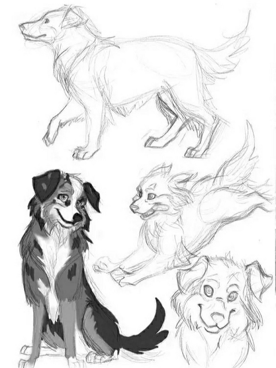 速写干货 | 动物狗狗简笔画 超级有趣的动物简笔画,新手也可以画好