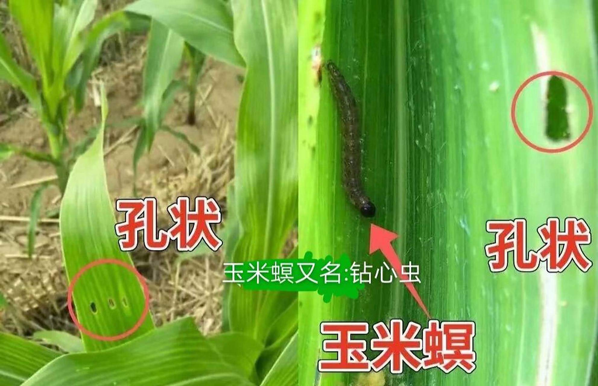 玉米螟,又叫玉米钻心虫 主要发生在6-9月份.