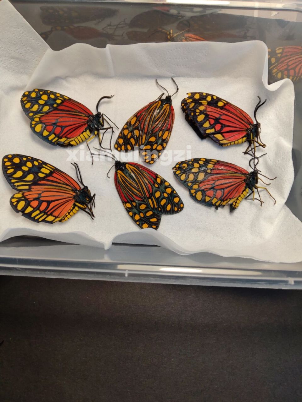 一种非常艳丽的国产蛾子 云南旭锦斑蛾 正反两面都极其艳丽多姿彩 谁