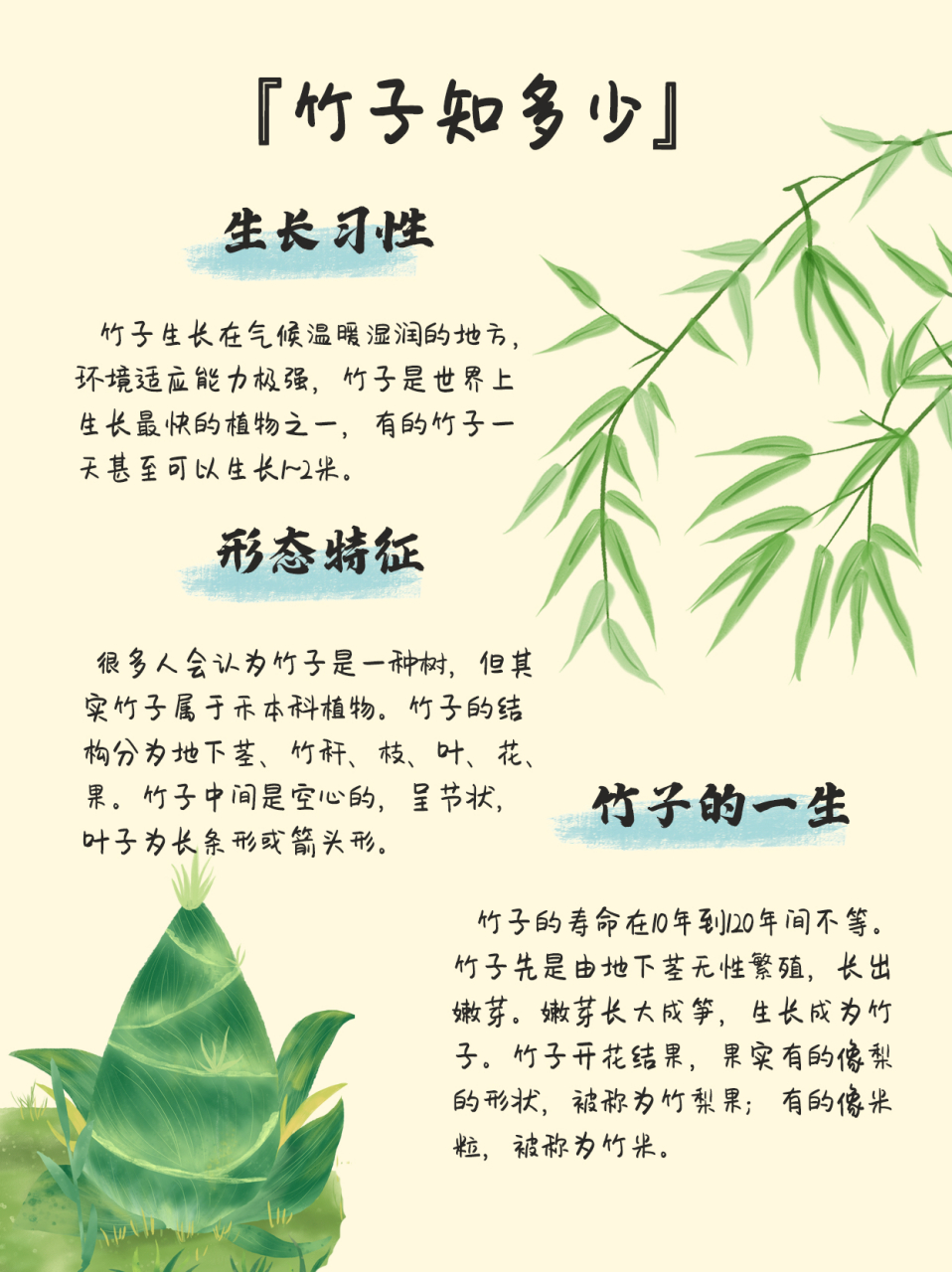 竹子的种类 名字图片