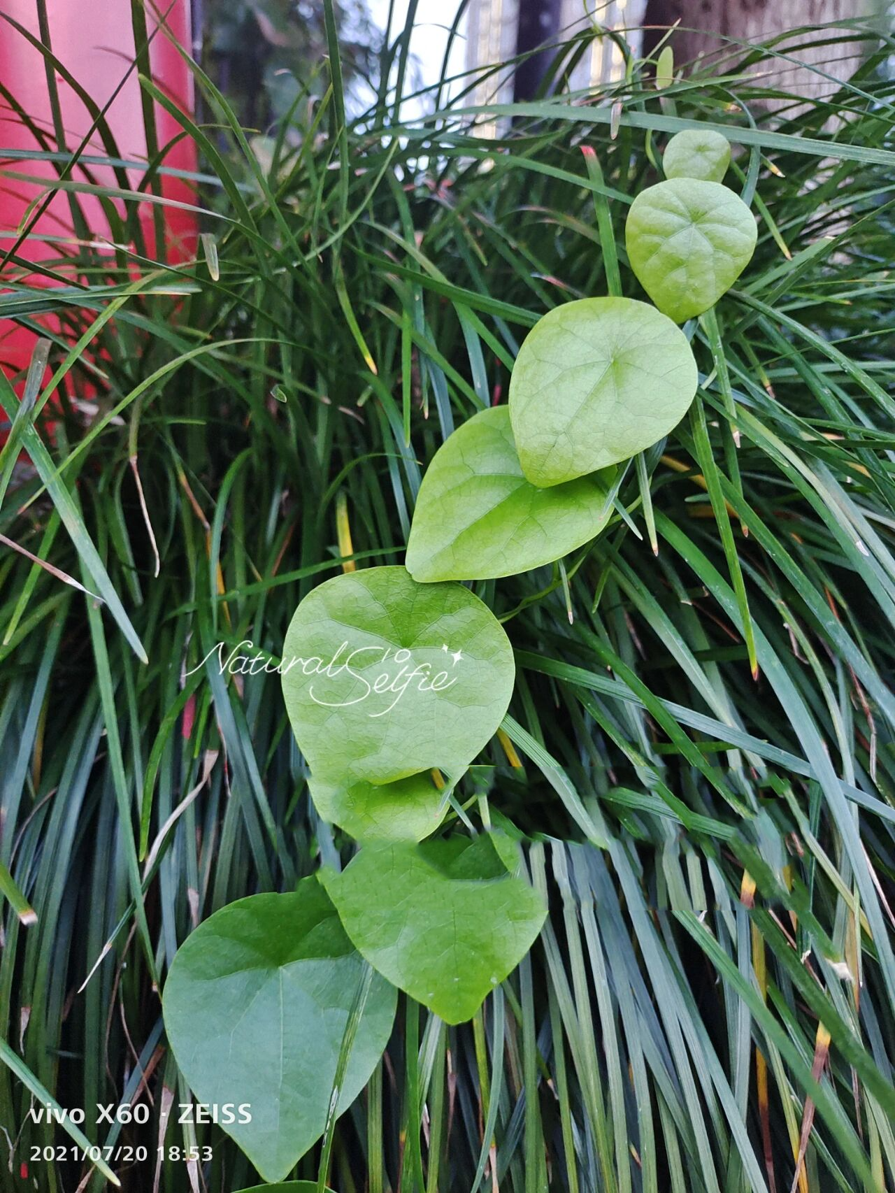 随拍的野生藤植物 经常看到这样的野生藤植物