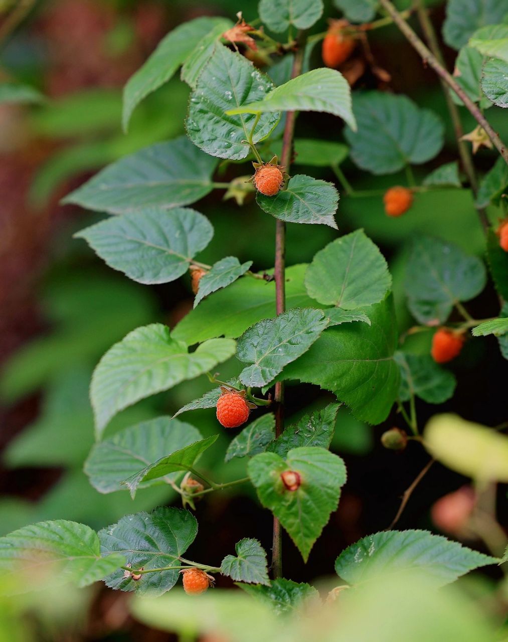 没带篮子……02 徒步路边,一片一片的野生树莓,吃个不停…… 原来