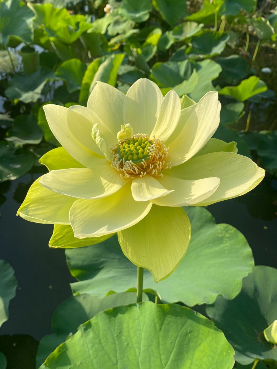 确实是很好看这款黄绿色的荷花 这款荷花叫金陵凝翠 大花型荷花 送你
