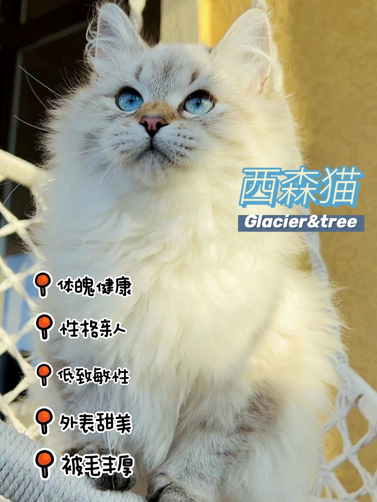 2分钟带你了解低致敏西森猫!i撸猫福音