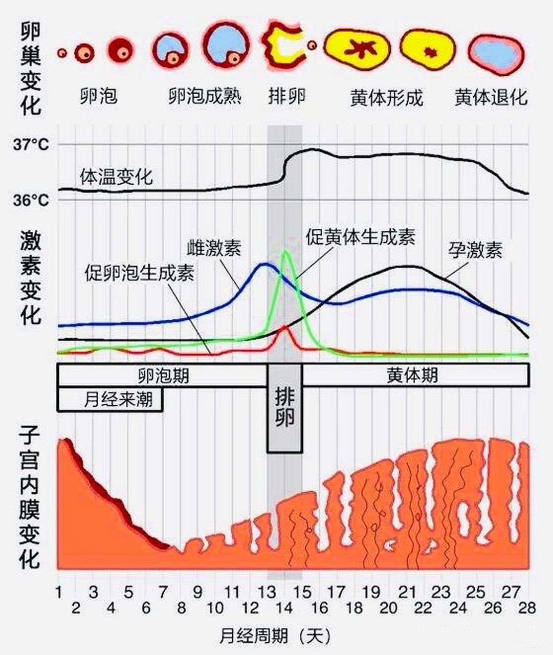 女性生理周期 间隔图片