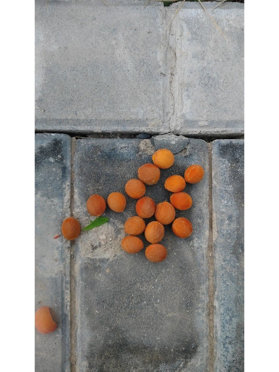 野樱桃核,又名榆叶梅.     刚摘的,坐等成品