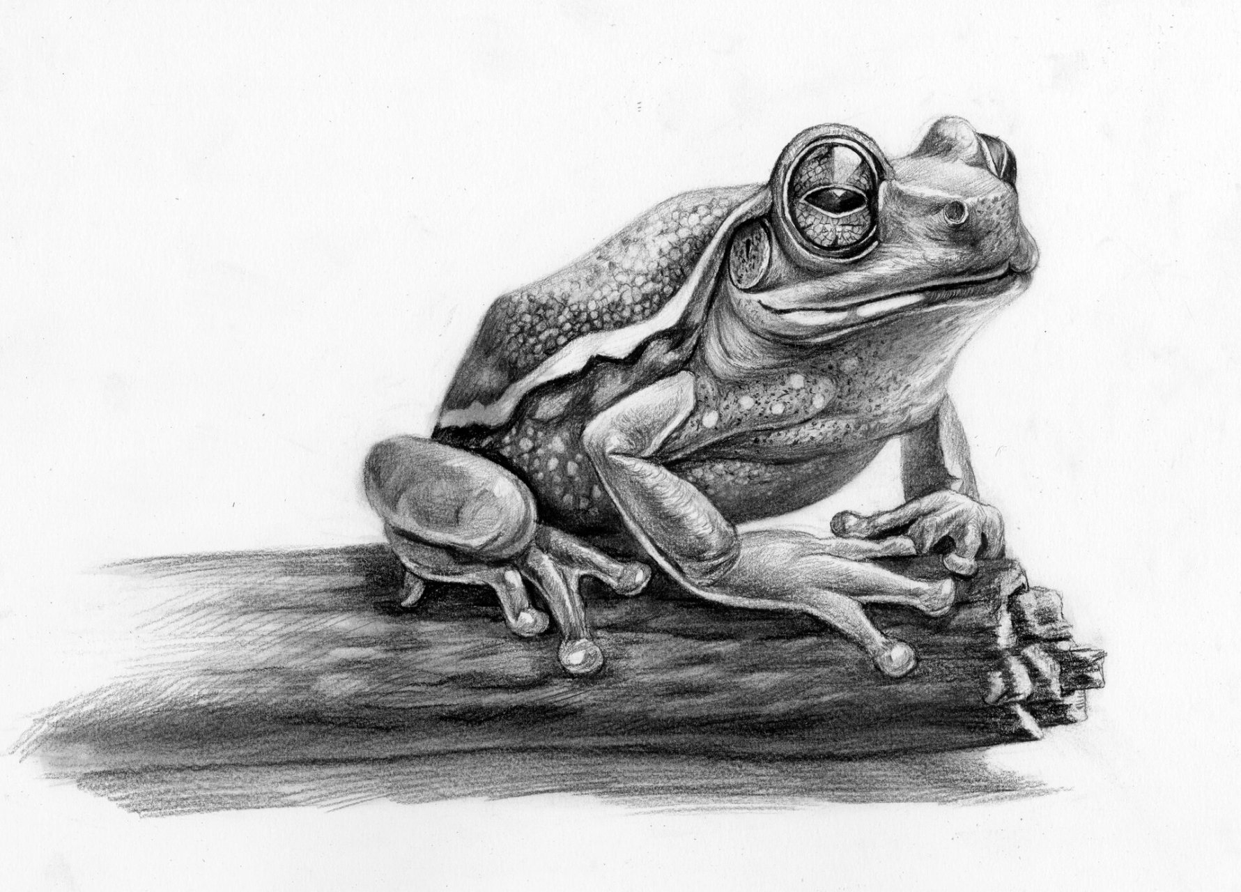 素描青蛙90绘画步骤,万物皆可画