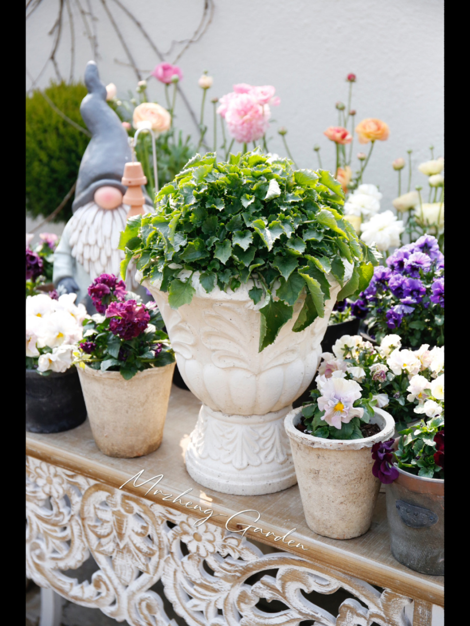 记录一下我这棵"垂吊风铃草" 去年六月份花友送我的一棵垂吊风铃草小