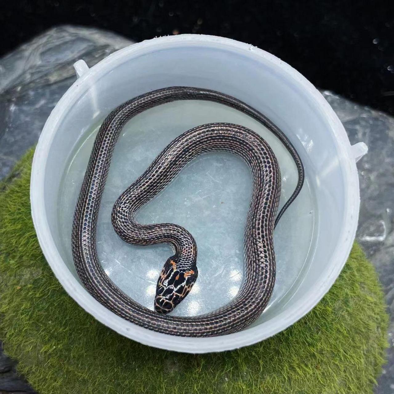 变异赤链蛇9615 来货了 超级好养 吃鱼切块就行 各位老板 需要的