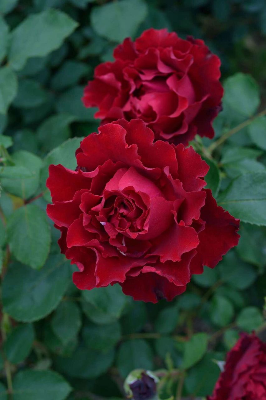 戴尔巴德月季"纪念芭芭拉" 戴尔巴德月季"纪念芭芭拉"hommage à barb