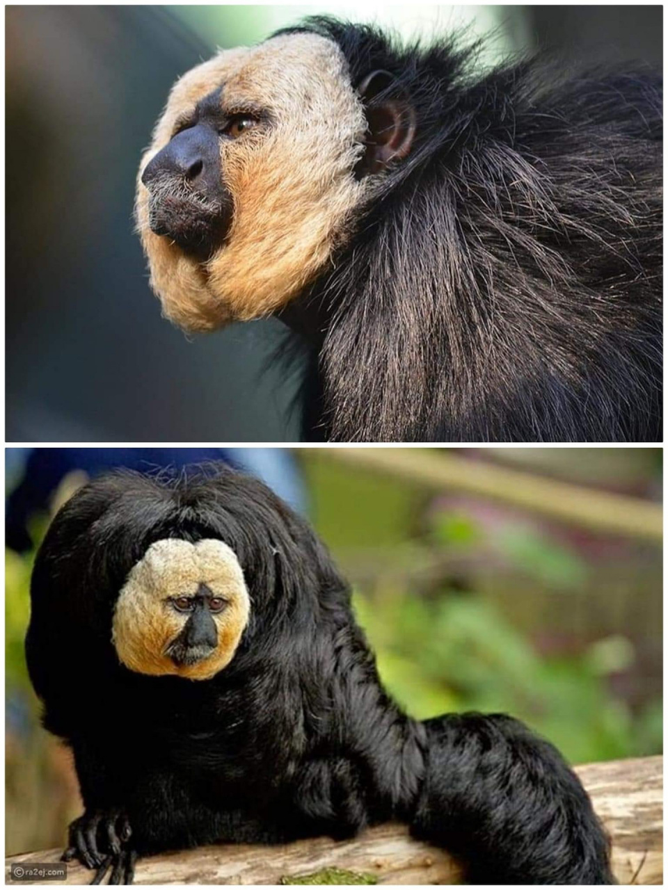 白面猴,看着很成熟