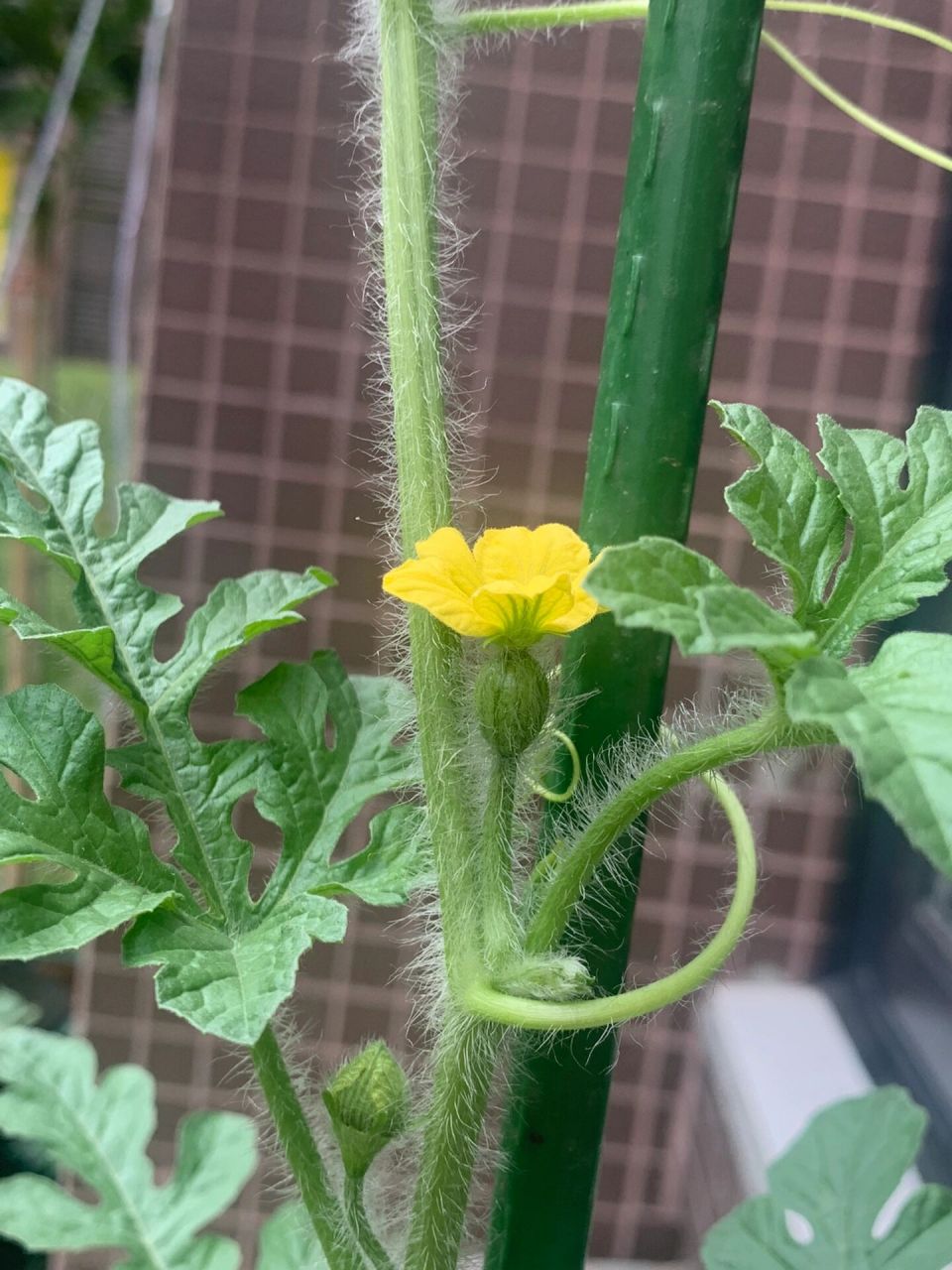 西瓜这是授粉成功了吗?