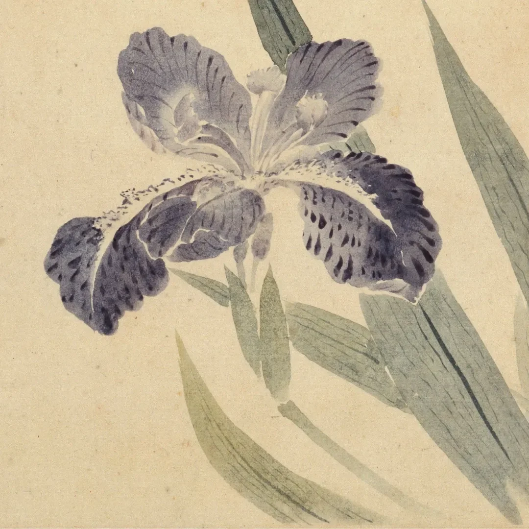 恽寿平(1633~1690),字寿平,号南田,明末清初著名书画家,开创了霉乔