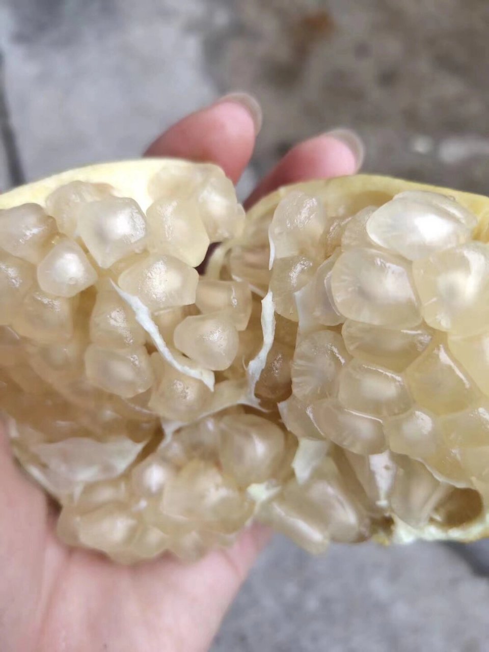 怀远特产白玉石籽石榴 #中秋节送礼# #怀远石榴# 先来一波预告 今年的
