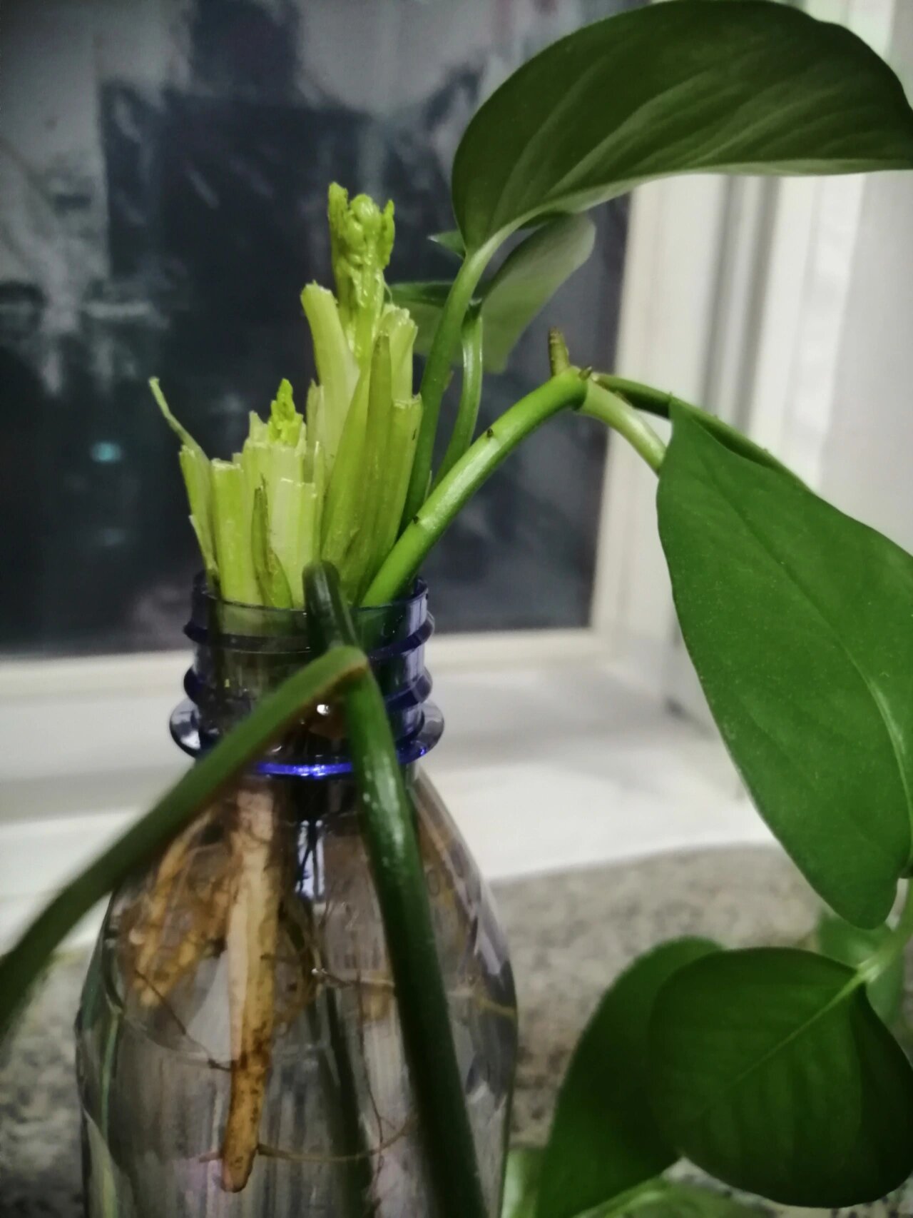 水培香菜根,萌发出新的嫩叶 分享我的心得体会.