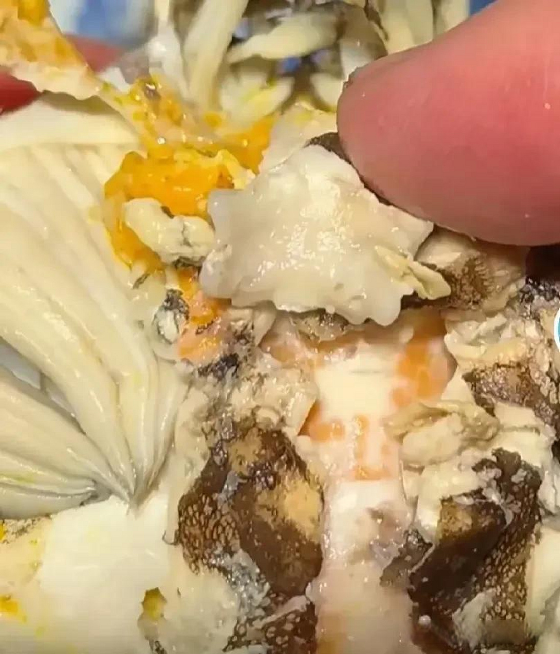 看了"海王弗兰克"的视频,我才知道,原来蟹心不能吃,这是个极寒之物!