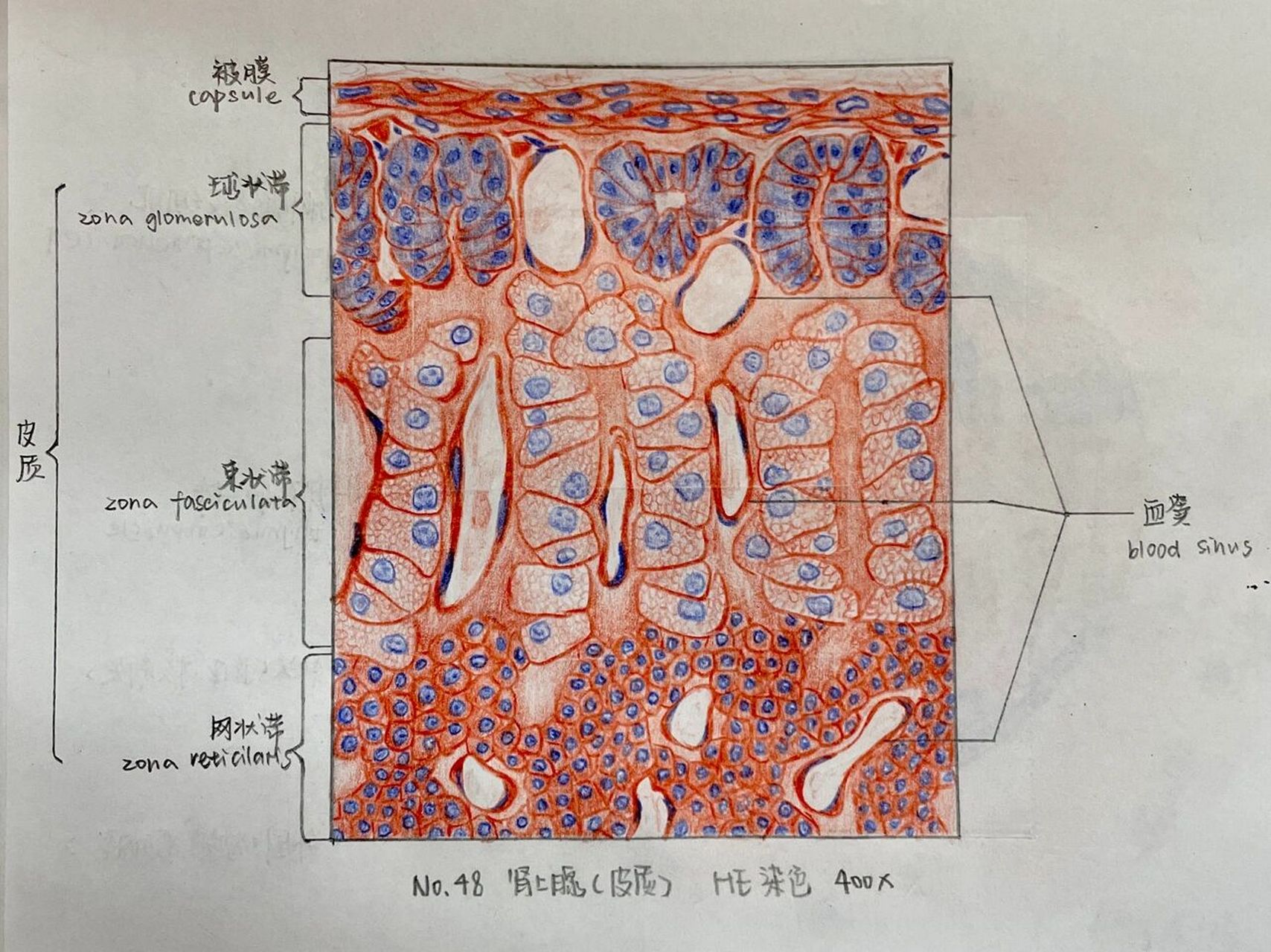 组胚绘图8-肾上腺皮质