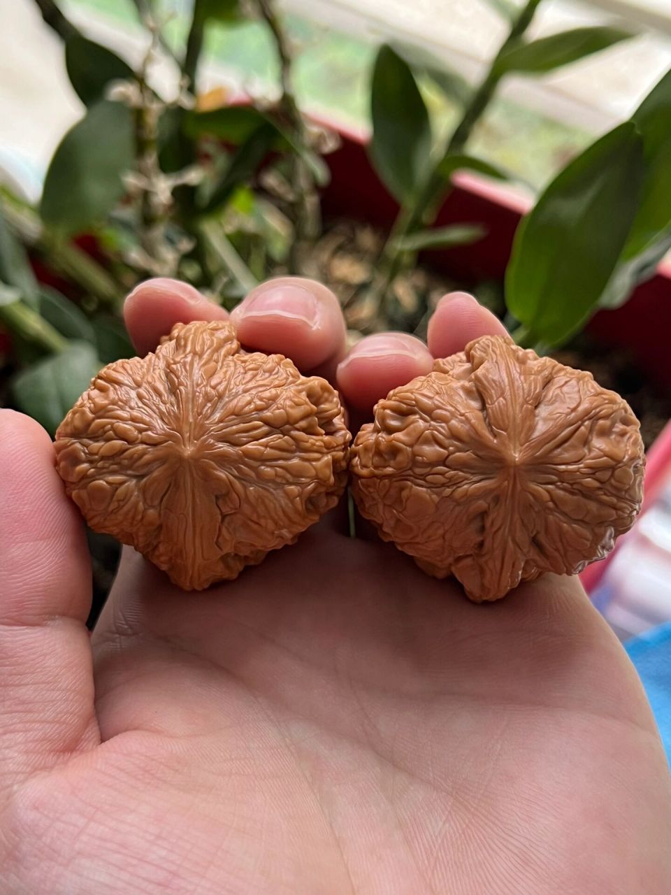 门墩核桃 门墩核桃,传言史料记载,门墩狮子头是乾隆爷最爱品种,故宫中