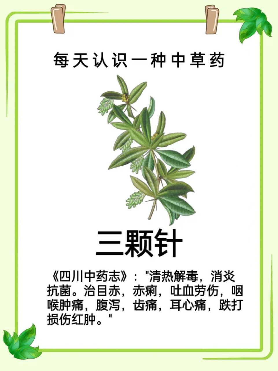 每天认识一种中草药【三颗针】93 95三颗针【别名】钢针刺,刺黄连