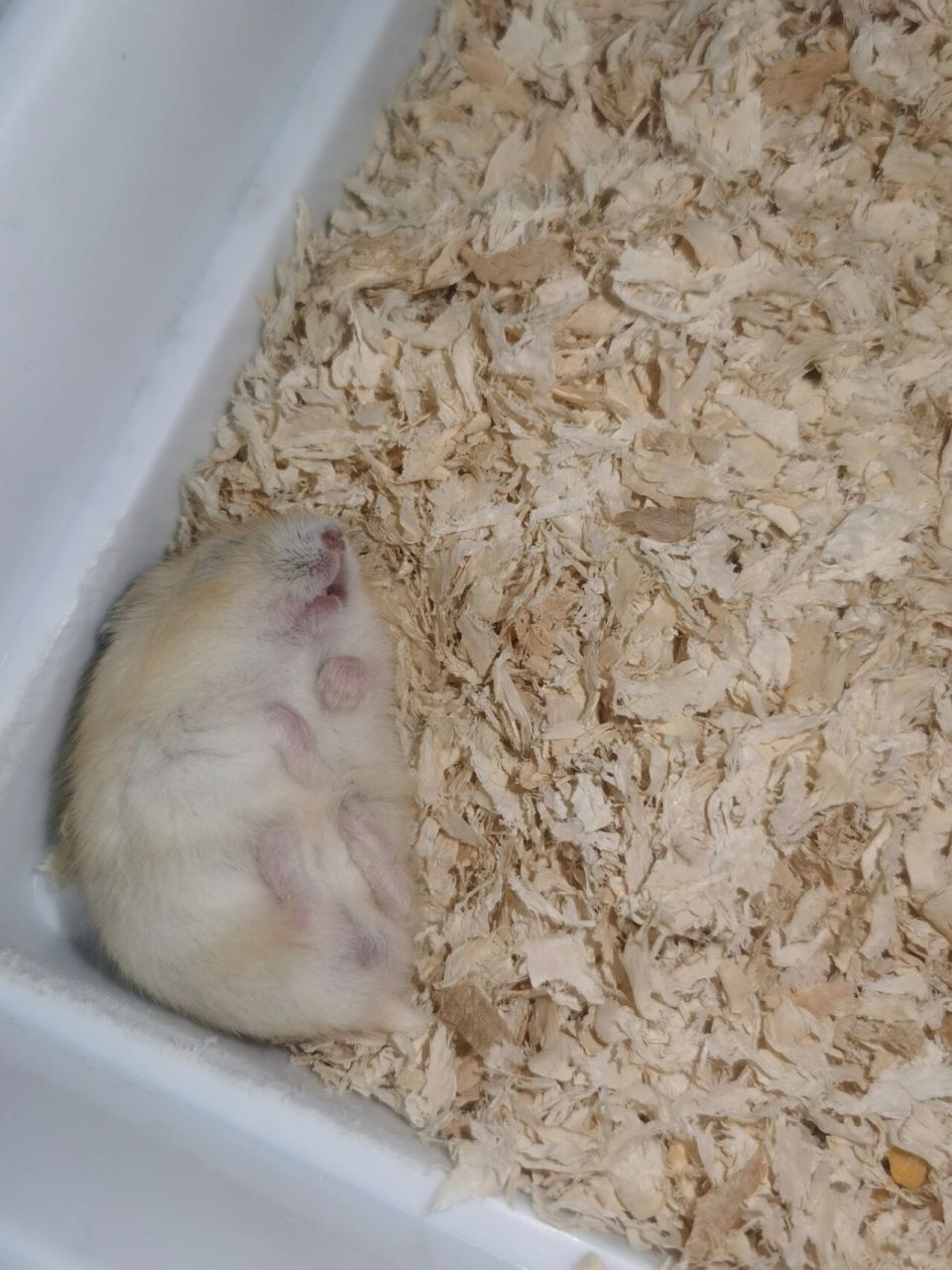 回家第三天翻肚皮睡觉的小仓鼠 品种是布丁,性别是男孩,第一天回家