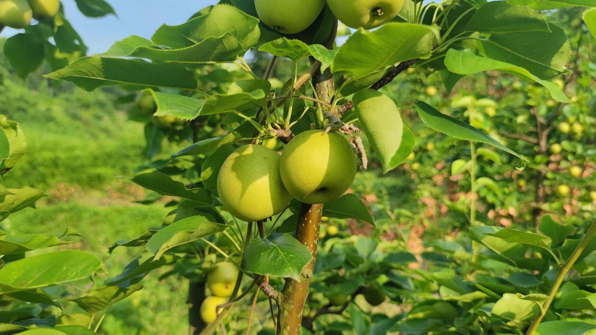 翠冠梨作为一种特色水果,在长沙黑麋峰猕猴桃基地中拥有独特的特点: 1