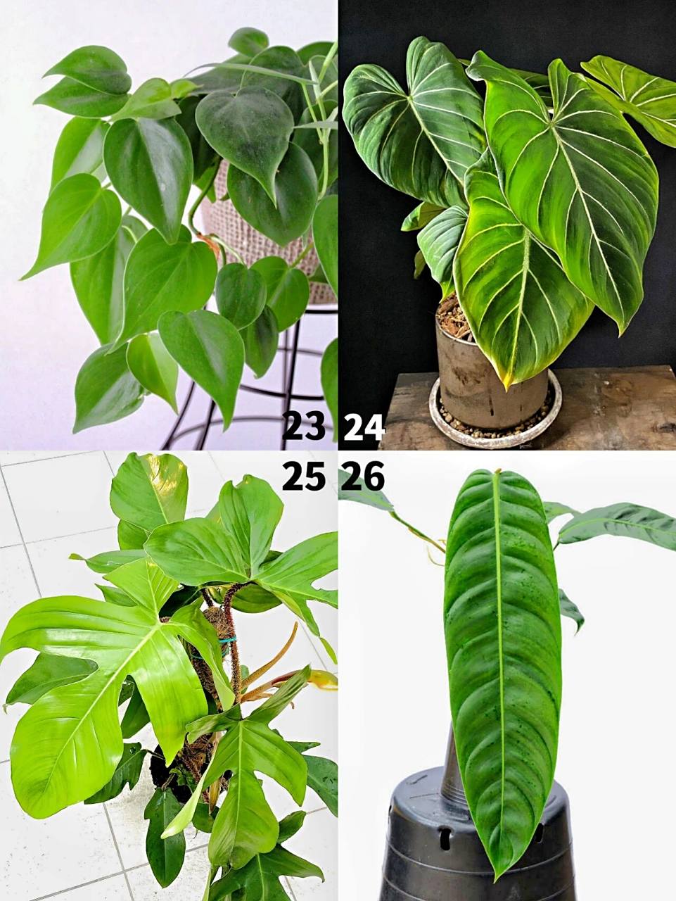 26个高颜值室内植物蔓绿绒品种分享 1. philodendron billietiae 2.