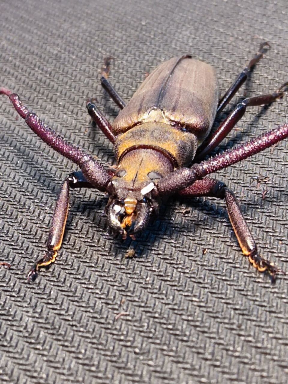 薄翅天牛,也叫中华裸角天牛,夏天南京湖边的柳树上面的"常客".