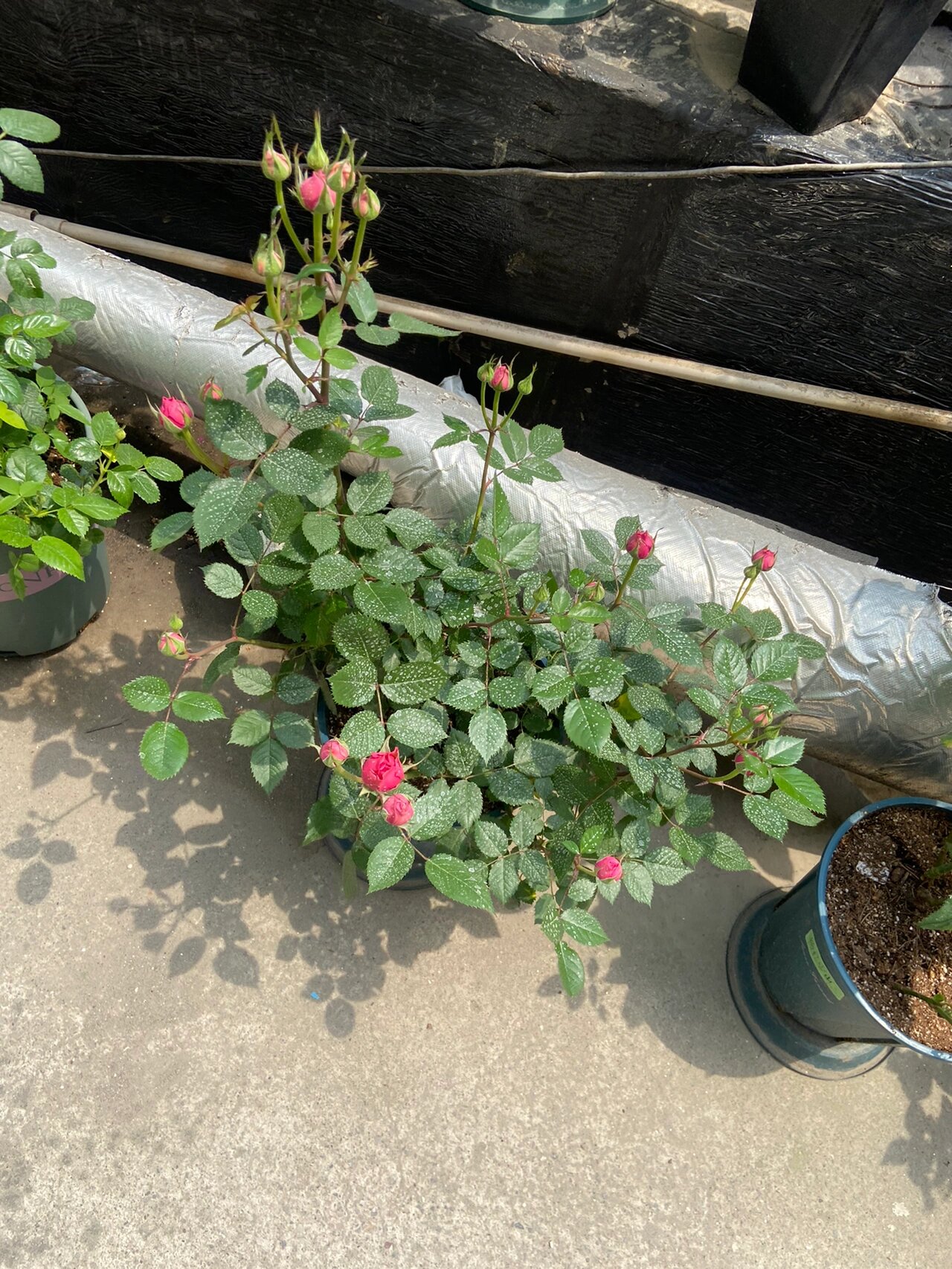 阳台月季巨蟹座,满满成就感,浇水施肥不累了 月季营养跟上了可以多头