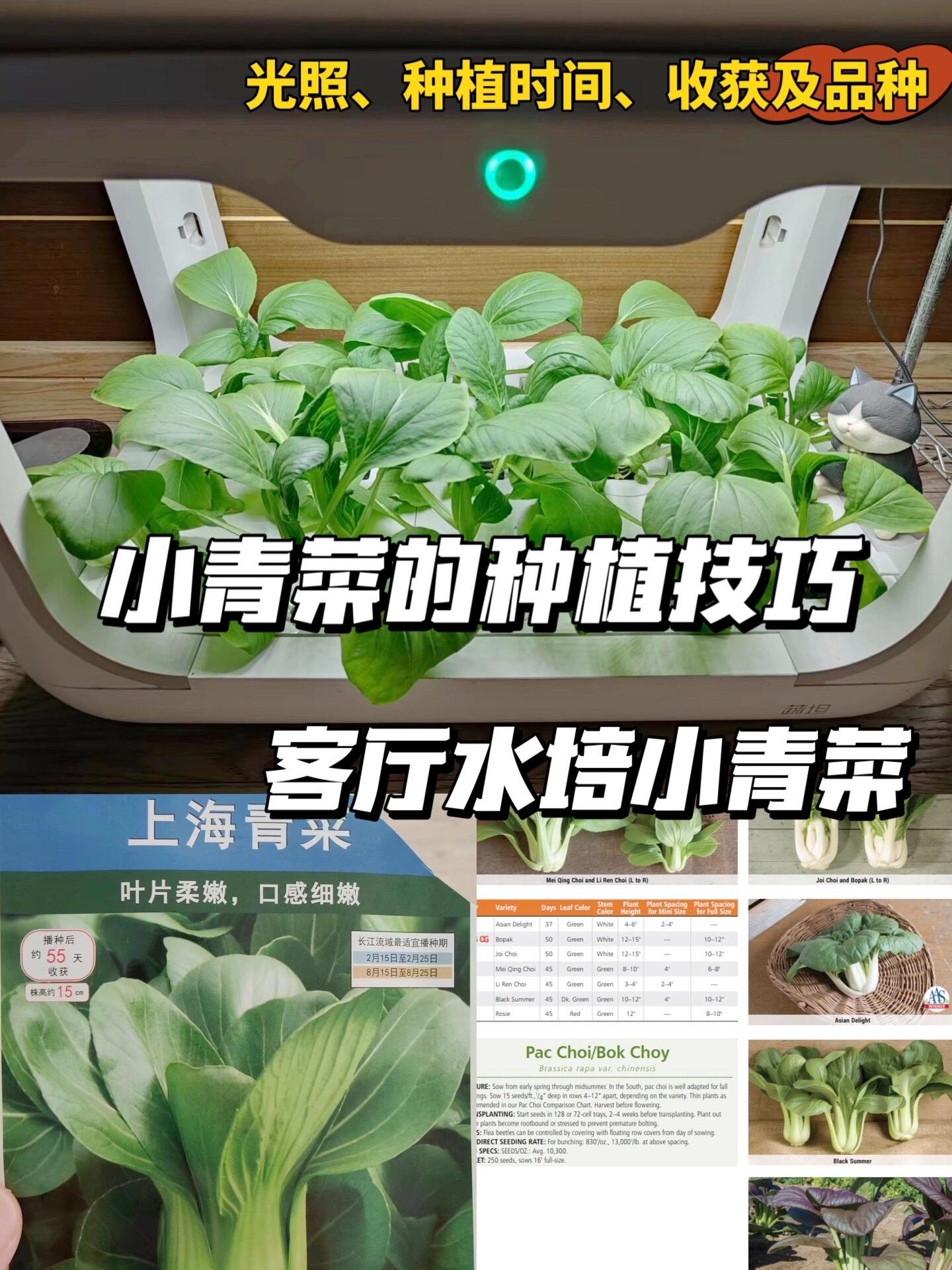 小青菜的种植技巧以及品种特点