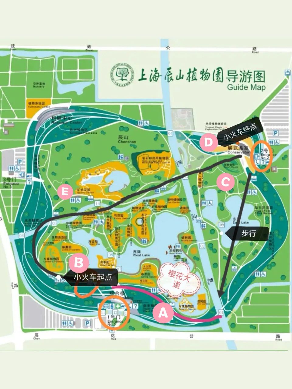 上海|辰山植物园游玩攻略 辰山植物园的樱花大道已进入全盛时期,本