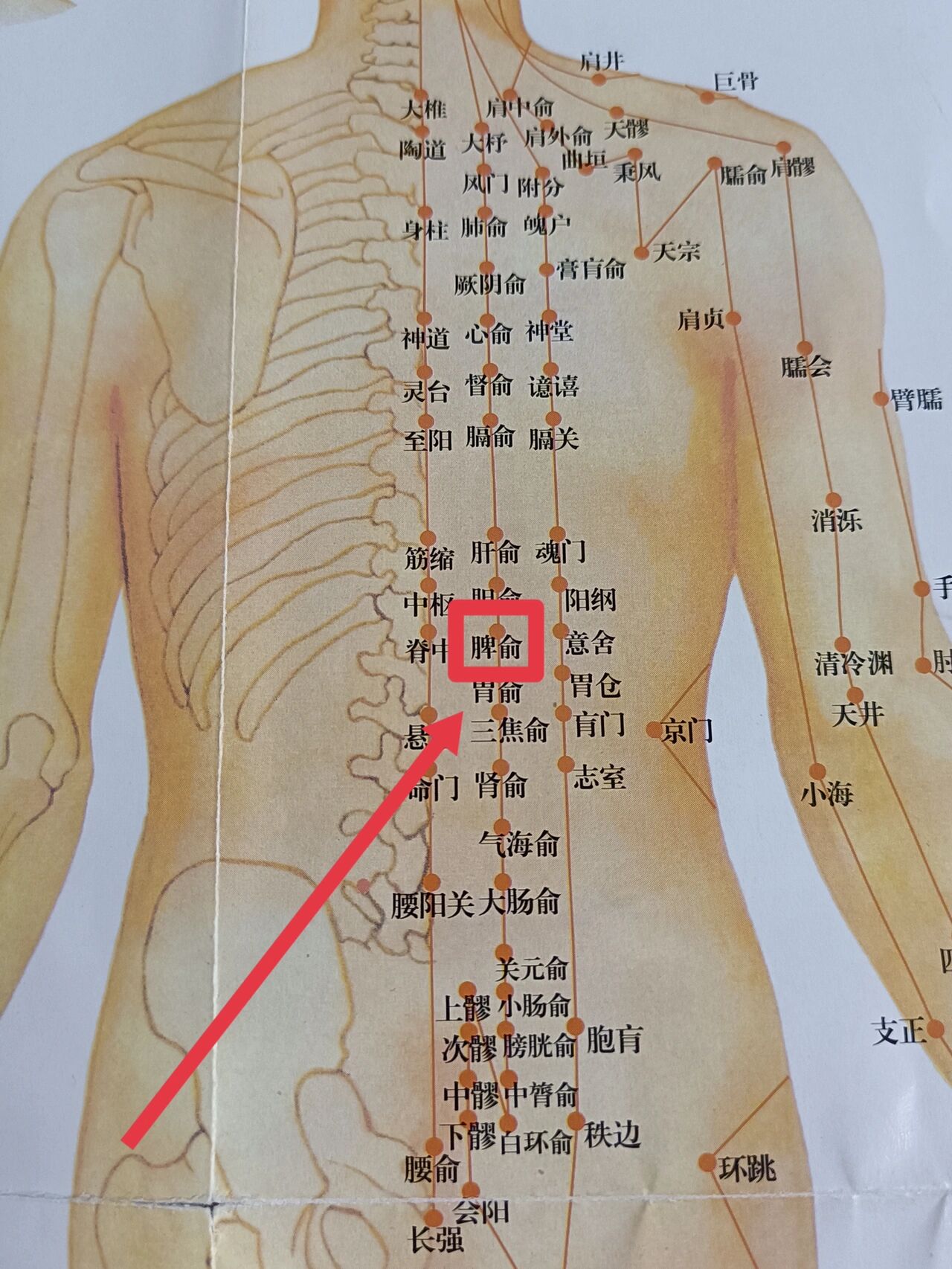 脾俞的位置图片